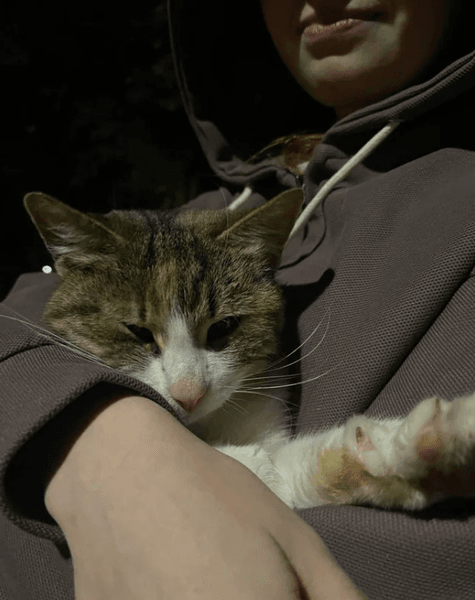 Бродячая кошка