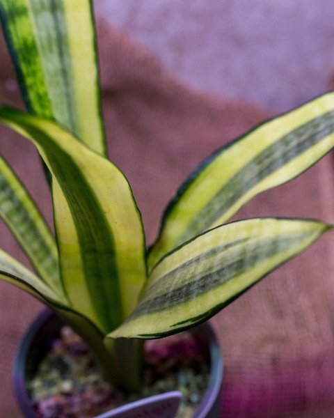 комнатные растения, цветы и здоровье, цветы лечебные