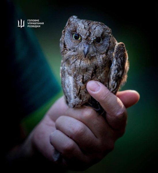 сова ГУР, совеня ГУР, ГУР, Буданов