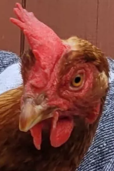 Курица снесла огромное яйцо, находка в курятнике, Великобритания, интересные истории из жизни, курьезы, домашнее хозяйство, фото