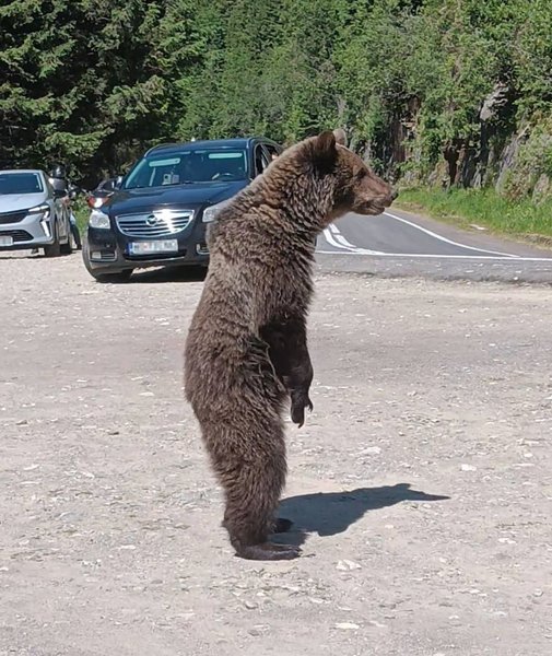 Турист сфотографировал медведя перед смертью