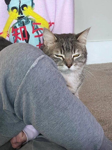 смішний кіт