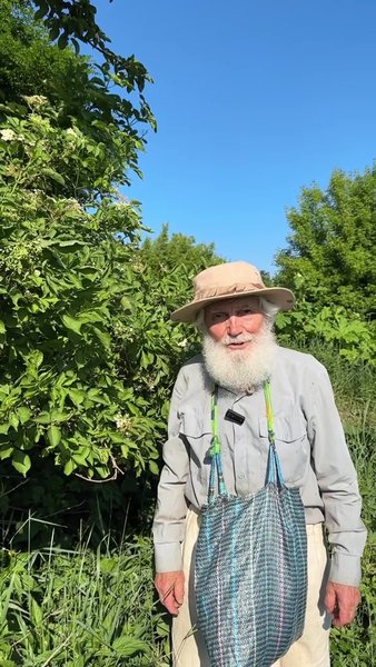 дід Семенович збирає бузину