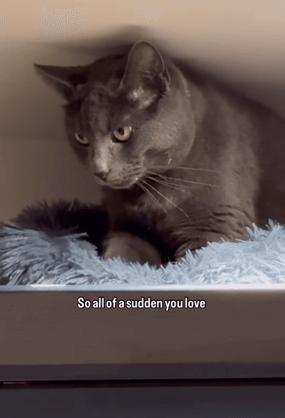 Хозяева придумали план, как отучить кота лазить по холодильнику, но их обхитрил