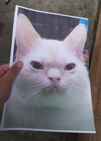 Принтер, курьезы, приколы, интересные истории из жизни, Бразилия, шутки, юмор, интересности