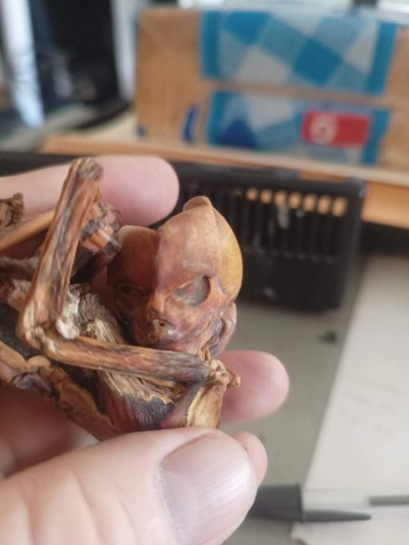 Мужчина нашел скелет пришельца в пещере, необычный скелет, пещеры, мумия, пришельцы, зародыш, гоблин, нашел мумию, скелет пришельца