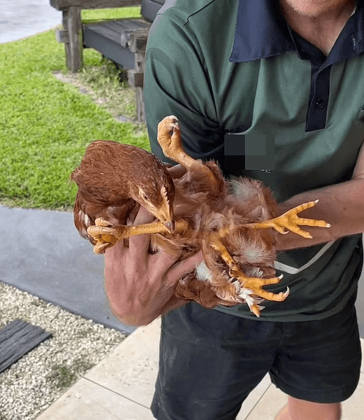 Курица, цыпленок, лапы, животное