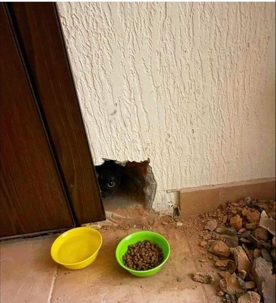 допомога тваринам, залишені тварини, тварини на війні