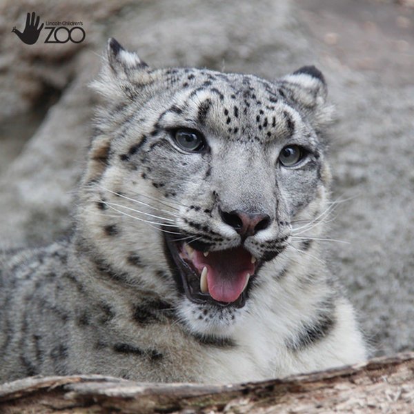 тварини померли від коронавірусу, померли снігові барси, зоопарк у США