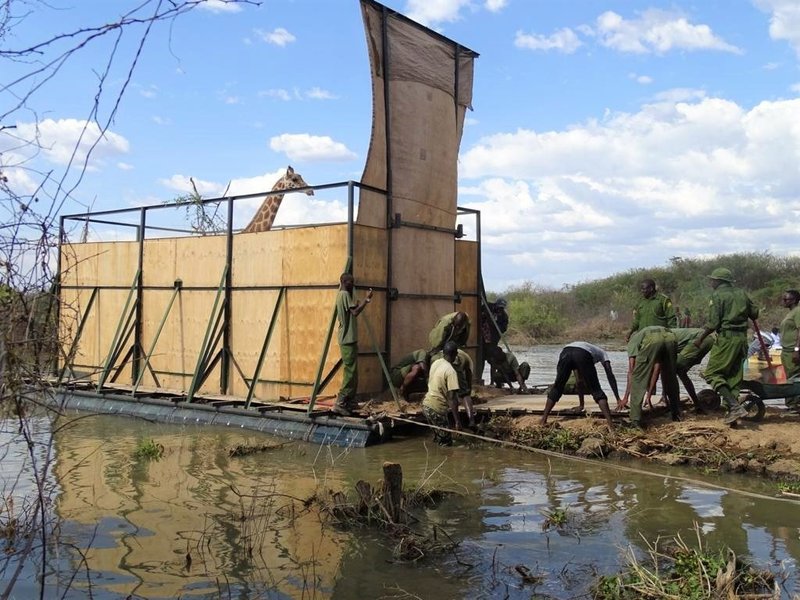 жираф, Кения, спасение