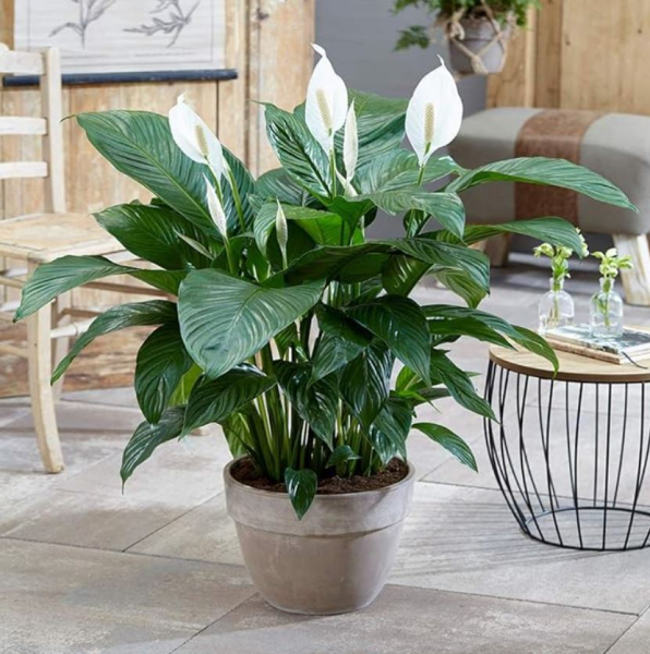 Стайни растения, spathiphyllum или Peace lily, ползи от саксия, как да се грижим за тях, какви са ползите от лилия, интересни съвети