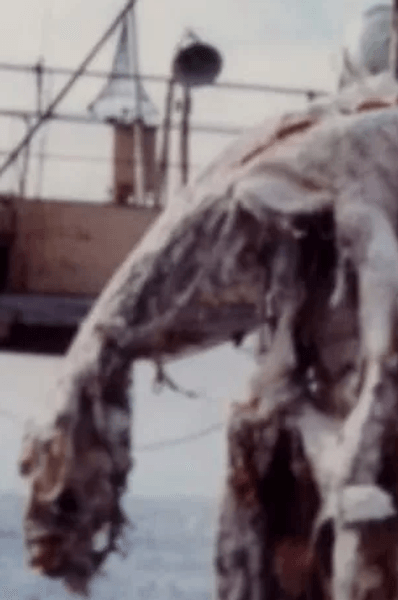 У существа была длинная шея, четыре больших плавника красного цвета