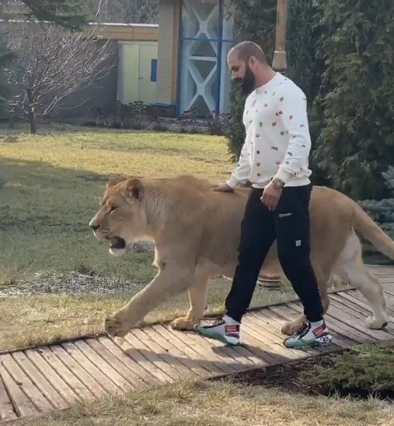 лев, харьков, хищник, животное, львица