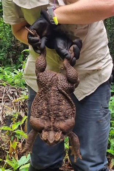 Армен Оганесовтың эротикасы