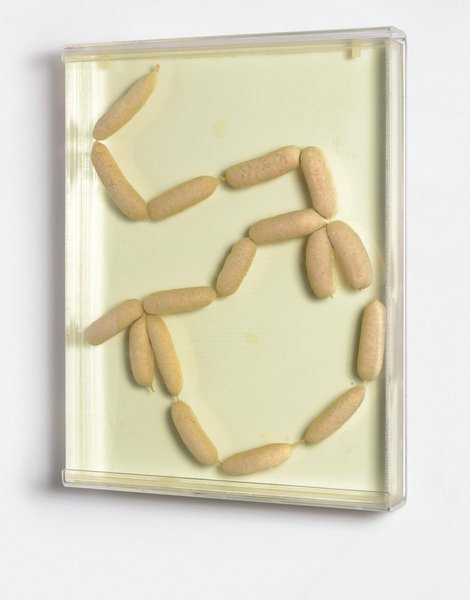 фото, композиция 17 сосисок в формалине британского художника Дэмьена Хёрста