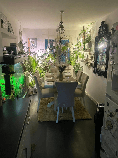 комната с растениями