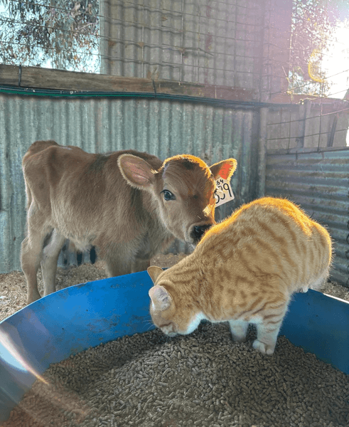 Пушистый менеджер