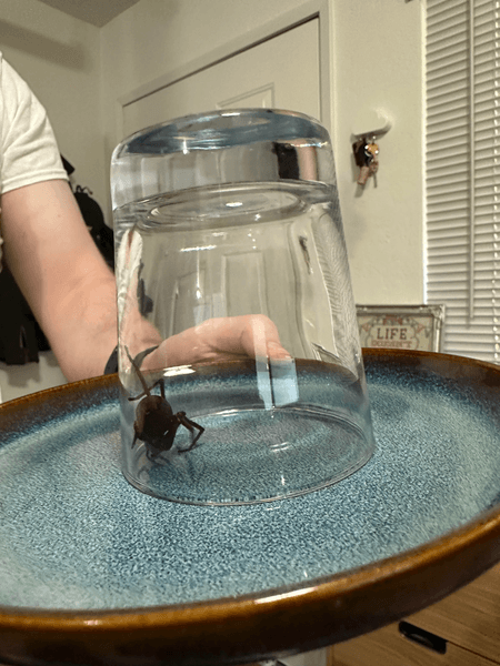 Огромный паук, паук, паука нашли в вещах, непрошенный гость, паук из Африки, паук в чемодане, жуткое существо