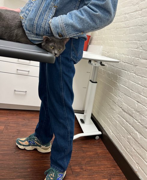 Тривожний кіт, прийом у ветеринара, тривожний кіт, товстий кіт, реакція кота, кіт у ветеринара, соцмережі, дорогий прийом, ціна прийому у ветеринара,