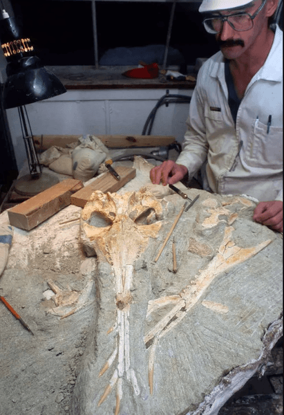 дельфины, окаменелость, исследование, череп, клыки, бивни, слон, новые виды, палеонтологии, анализ, скелет, челюсть, маори, наука, древние звери