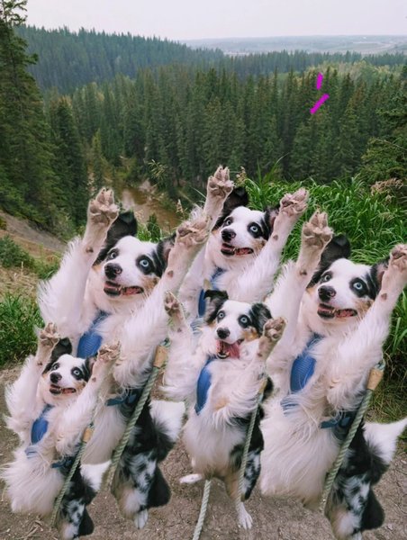 Майло интернет-мем