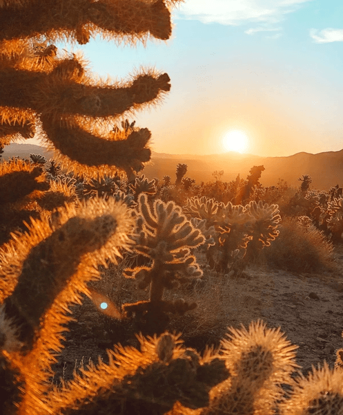 Визуальная головоломка, тест, загадка, задача, проверка зрения, проверка внимательности, кошка, животное, пустыня, кактусы