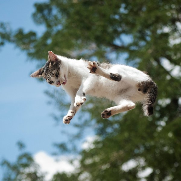 кошка падает