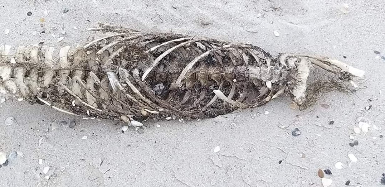 Погибшие дельфины,  Черное море. морская фауна, мины, эхолокация