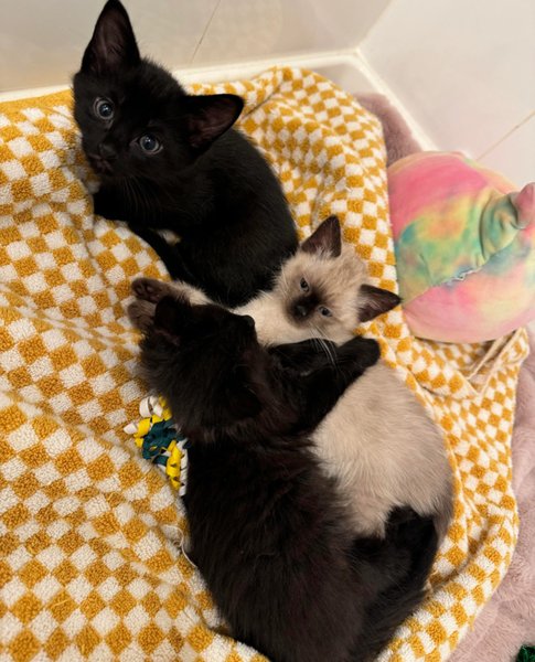 Мужчина спас котят, герой дня, котята в коробке, животные в коробке, коробка под колесами, оставили котят,