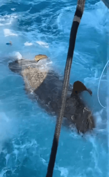 Модели поймали морское существо, Групер голиаф, модель Playboy, морское чудовище, может съесть акулу, модели в бикини, рыба, огромная рыба, рыба-монстр