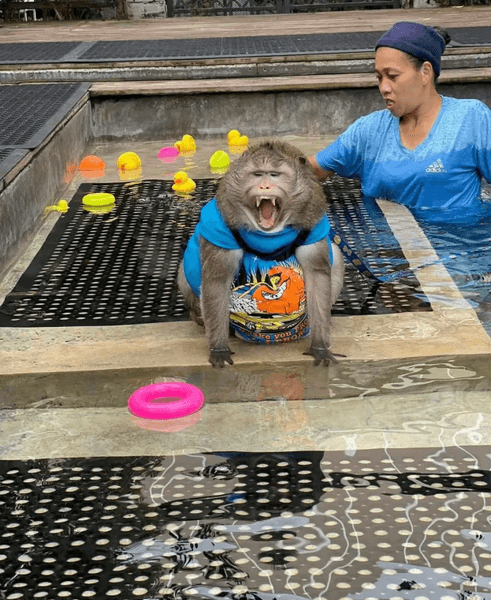 Умерла самая толстая обезьяна, толстая обезьяна, животное по кличке Годзилла, макака с лишним весом, смерть животного