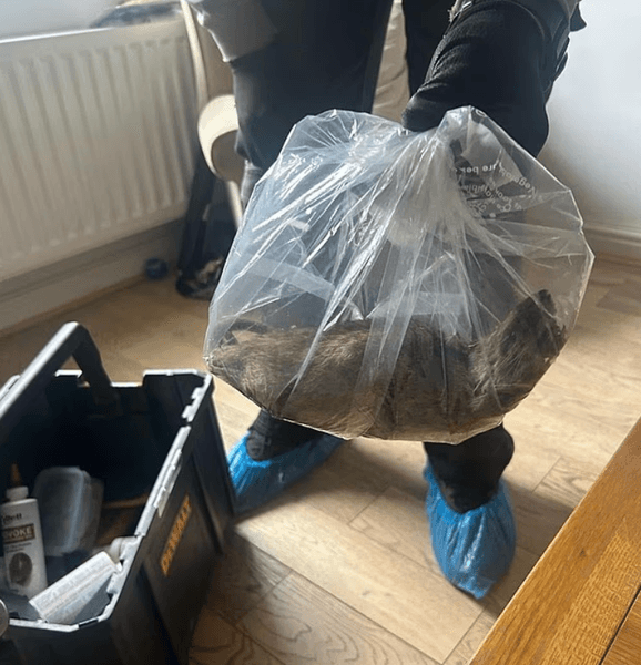 Вилов щурів з будинку