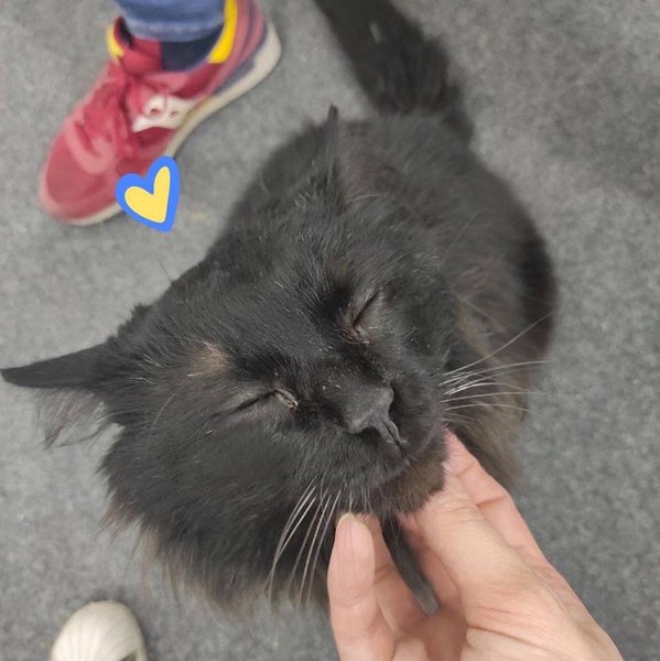 спасенный кот, спасение кота, кот бигги, киевская область, горенка, российская оккупация