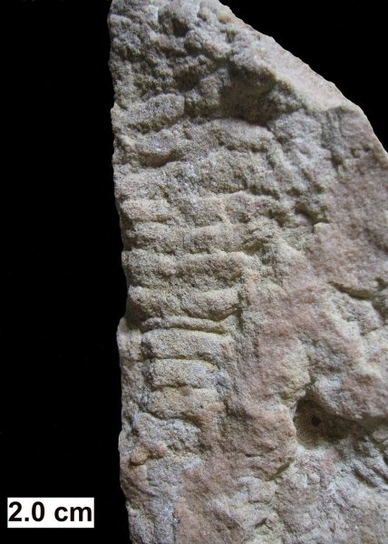 fossil, Mosineia macnaughtoni, photo