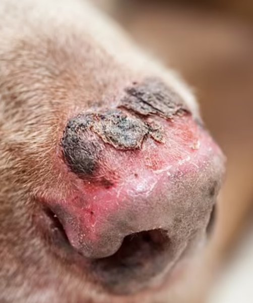солнечный ожог, собака