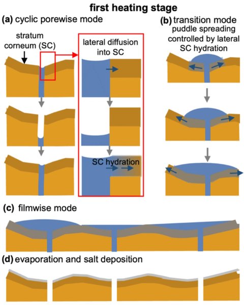 первая стадия эксперимента