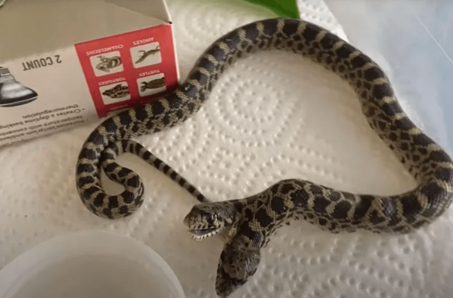 Фото: Youtube/ADJexotics / У заводчика в США вылупилась двухголовая змея