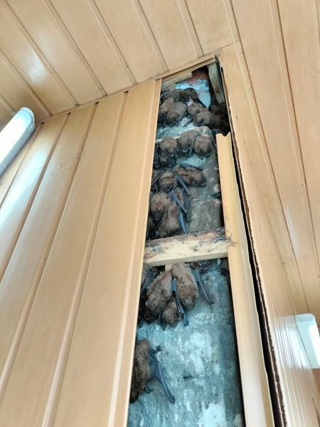 кажани харків