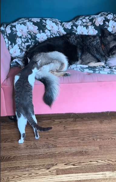 кіт і собака