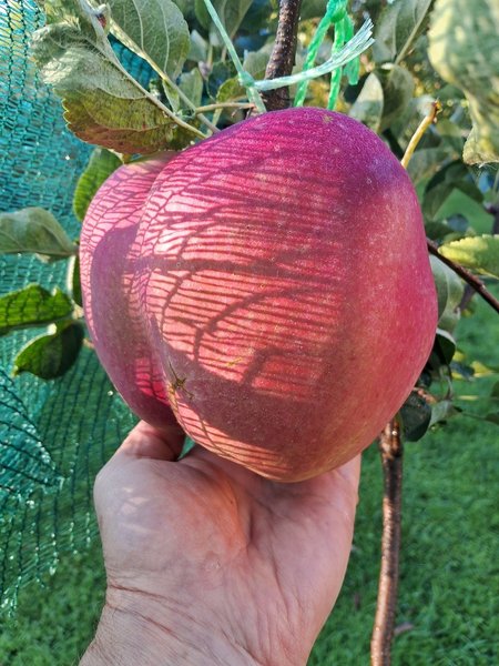 Киянин виростив яблуко вагою 1281 гр