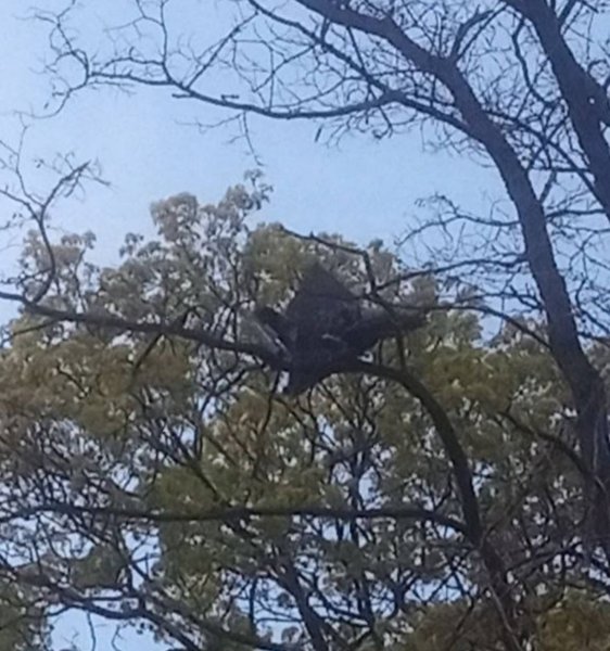 Безпілотник на дереві