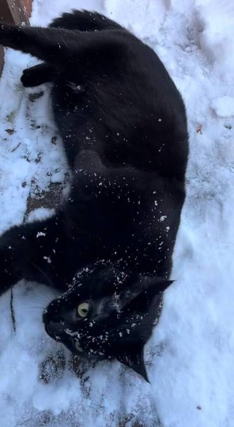 Чорна кішка валяється в снігу і грається на балконі під час першої зустрічі із зимою