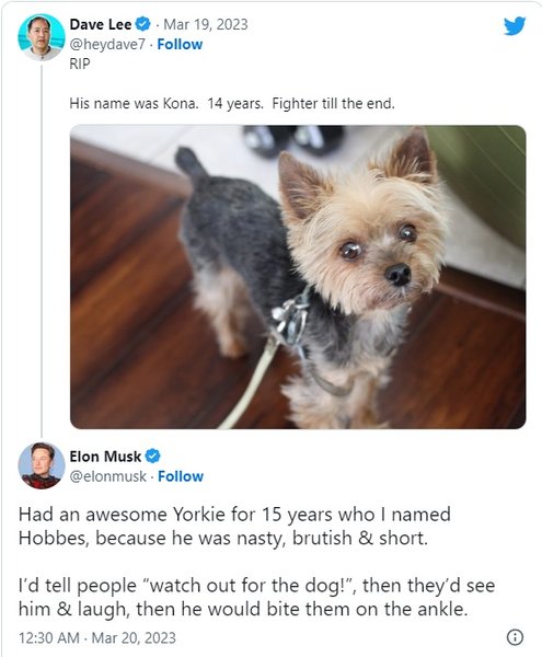 илон маск, йоркширский терьер, илон маск собака, илон маск питомец
