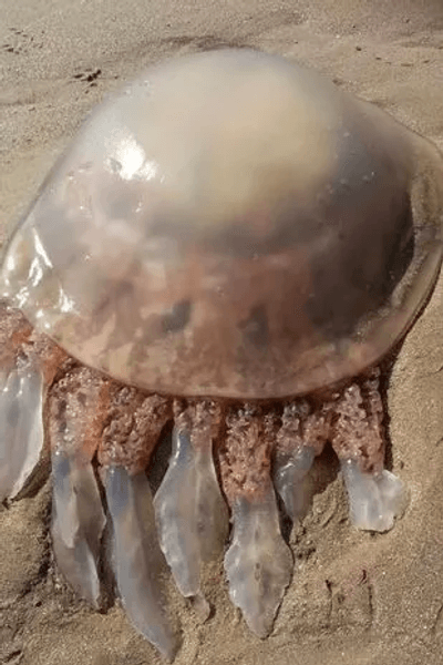 Огромная медуза, огромный краб, внеземные существа, выбросило на пляж, туристка заметила больших медуз, краб-паук, морские обитатели