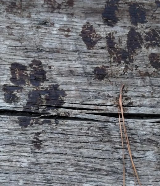 Сліди незвичайної форми на старих дерев'яних дошках із хвойними голками