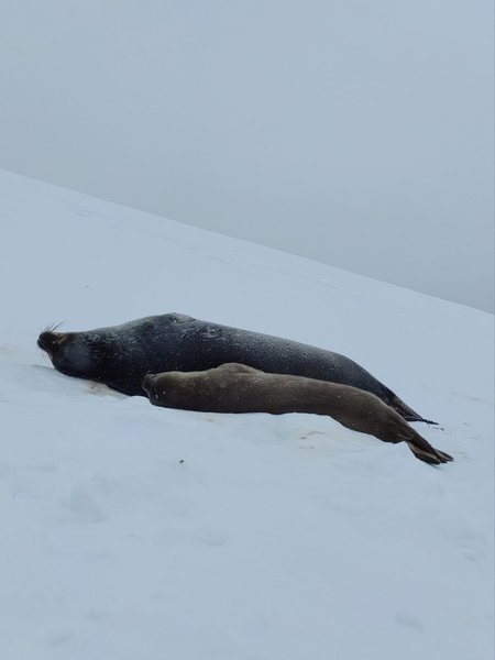 тюлень, тюлені, маленький тюлень, новонароджений тюлень, SeaBaby Світозарович