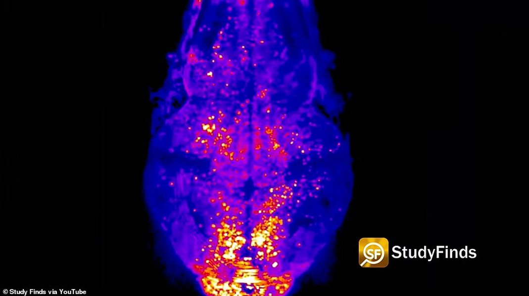 мозг рыбок, рыбы , мозг