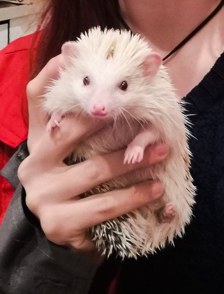 ежик, спасение