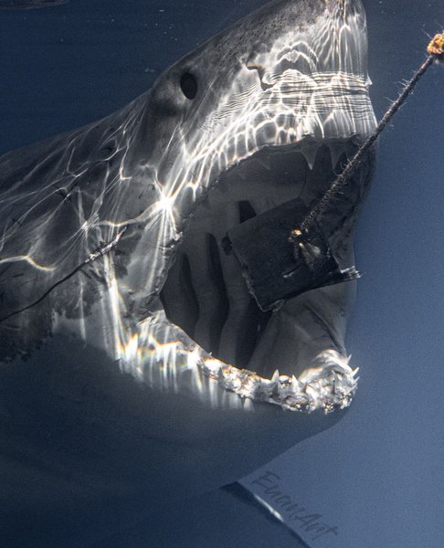 акулы мексика, акулы,