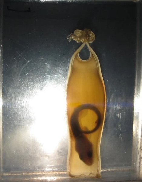 пятнистые акулы яйца